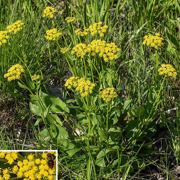 Golden alexanders is a native perennial that stands up to 2.5 feet tall; it is one of the commonest wildflowers in Jackson Park. The stems are light green, shiny, and hairless. The leaves are all odd-pinnate compound with 3-5 leaflets; lower leaves have long petioles, but the petioles decrease in size the higher the leaf is on the plant. The leaflets are up to 3" long and about two-thirds as wide, with serrated margins. The leaflet shape is highly variable — they may be lance-shaped, broadly oblong, oval, or heart shaped; the larger leaflets may have one or two additional cleft lobes. The tips of the upper stems produce flat to slightly rounded compound umbels 2-3" across with about a dozen umbellets of tiny, golden-yellow flowers. Each umbellet has about 20 flowers; the central flower is sessile (or nearly sessile) while all the other blooms in the umbellet are on short stalks (pedicels), a character of the genus. Each 1/8" wide flower consists of an insignificant calyx, five yellow petals that are persistently incurled, five stamens with yellow anthers projecting through the spaces between the petals, and two styles. The fruits are a ribbed (not winged) 2 mm long capsule with a flat top from which the remnants of the two styles project. Golden alexanders prefers full to partial sun and is tolerant of a range of habitat quality. The yellow-flowered variety of meadow parsnip (Thaspium trifoliatum var. aureum) is very similar to golden alexanders but has basal leaves that are simple rather than trifoliate compound, but I have not seen meadow parsnip in Jackson Park. John Hilty (www.illinoiswildflowers.info) warns that "Golden Alexanders should not be confused with Pastinaca sativa (Wild Parsnip), which is a weedy Eurasian biennial. The latter is taller, blooms later, and has more leaflets in each compound leaf." Wild parsnip DOES occur in Jackson Park, but it is relatively rare, twice the size of golden alexanders, has robust, strongly ribbed stems, and a large, flattened, winged fruit. Heartleaf alexanders (Zizia aptera) is also very similar, but only the uppermost leaves are compound; all the lower and middle leaves are simple and heart-shaped.