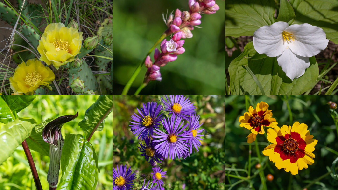 A series of colorful flowers in pink, purple, yellow in different sizes.