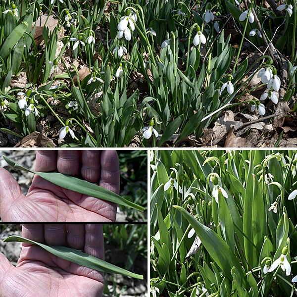 The two or three blue-green leaves of greater snowdrop are strictly basal; they are up to 8" long and 0.75" wide, robust, strap-like, and fleshy with parallel veins. The leaves turn yellow and drop off by late spring (when the bulb becomes dormant).