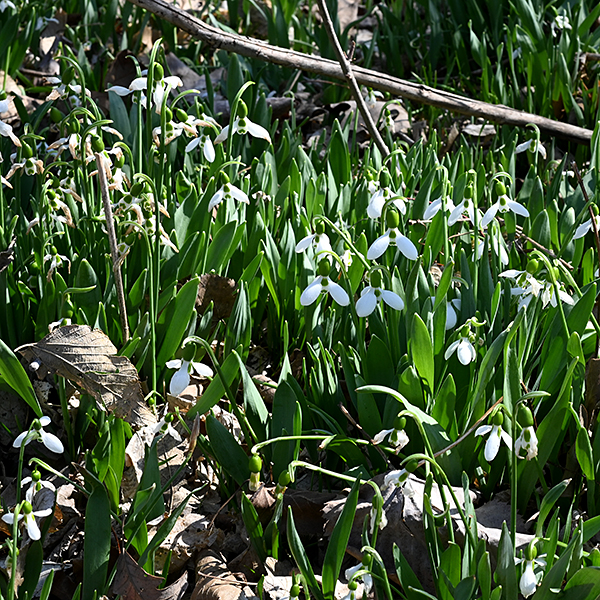Greater snowdrop is an exotic perennial closely related to common snowdrop (Galanthus nivalis). Of the two, greater snowdrop is significantly larger (up to a foot tall) with larger flowers (up to 2" across) and it blooms a week or so later, although both are among the earliest flowers to bloom in Jackson Park. (Both species bloom earlier than any of our native flowers.) Unlike common snowdrop, greater snowdrop can spread either by bulb offsets or by self-seeding. The white, waxy, drooping flowers are born on leafless scapes (flower stems). The flowers consist of three white outer tepals and three white inner tepals; the outer tepals have distinctly narrowed bases while the inner tepals are more rectangular, usually with a green blotch at their base and tip or a bold green stripe running from base to tip. (Common snowdrop flowers have a single, restricted blotch of green on their inner tepals.) There are six stamens with yellow anthers recessed inside the edge of the inner tepals; the stamens form a ring around the style. The style is slender, cylindrical, and slightly longer than the stamens. The two or three blue-green leaves are strictly basal; they are up to 8" long and 0.75" wide, robust, strap-like, and fleshy with parallel veins. The leaves turn yellow and drop off by late spring (when the bulb becomes dormant). The fruit is a spherical to ellipsoid green capsule that splits into thirds when ripe, releasing the seeds.
