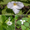 Large-flowered trillium's single flower sits on a 1-3" long flower stalk; the flower is 3-4" across and leans to one side (but doesn't droop). The flower consists of three green, lance-shaped sepals with rounded bases, three white (pinkish in older flowers) petals with wavy edges, six stamens with golden yellow anthers, a central white ovary, and three styles fused basally but with separated, dull-yellow stigmas. The fruit is a six-angled, globose capsule, about 1/2" long, that is initially green but darkens as it matures; it splits open to release the seeds. The seeds carry an attached oily, fleshy food reward (an elaiosome) and are dispersed by ants which inadvertently deposit the seeds in their nests to take advantage of the reward. Large-flowered trillium prefers shady environments like woodlands and is slow to mature — it can take several years for a sprout to produce flowers.