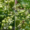 The flowers of amur maple occur in oblong clusters circular in section about 1.5" long and 1" across on the tips of the branches; flower clusters don't appear until after the leaves have emerged. There are two kinds of flowers in each cluster, both yellowish white in color, about 1/8" across, both with five sepals and five petals (each 1.5-2 mm long); the petals' tips curve in over the central parts of the flower. One flower type is staminate with eight stamens (no ovary or style) within the ring of sepals and petals. The other flower type is "perfect" with both eight stamens tipped with light yellow anthers and with a distinct central style rising above the stamens that bears a split tip that curls back. Minnesota Wildflowers [https://www.minnesotawildflowers.info/tree/amur-maple] states that the style splits in two, but the amur maple present in Jackson Park has perfect flowers whose styles either split in two or split in three — both morphs are present in the same flower cluster. Fertilized perfect flowers produce a fruit that is a pair of winged seeds (samaras) joined seed-to-seed with the wings making an angle of less than 30° (much less than most maples). Initially green in color, the samaras develop reddish highlights before turning bright reddish pink in mid to late summer. When the fruit matures in early to mid-autumn, each samara is 1-1.5" long and turns light brown.