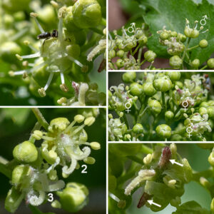 The flowers of amur maple occur in oblong clusters circular in section about 1.5" long and 1" across on the tips of the branches; flower clusters don't appear until after the leaves have emerged. There are two kinds of flowers in each cluster, both yellowish white in color, about 1/8" across, both with five sepals and five petals (each 1.5-2 mm long); the petals' tips curve in over the central parts of the flower. One flower type is staminate with eight stamens (no ovary or style) within the ring of sepals and petals. The other flower type is "perfect" with both eight stamens tipped with light yellow anthers and with a distinct central style rising above the stamens that bears a split tip that curls back. Minnesota Wildflowers [https://www.minnesotawildflowers.info/tree/amur-maple] states that the style splits in two, but the amur maple present in Jackson Park has perfect flowers whose styles either split in two or split in three — both morphs are present in the same flower cluster. Fertilized perfect flowers produce a fruit that is a pair of winged seeds (samaras) joined seed-to-seed with the wings making an angle of less than 30° (much less than most maples). Initially green in color, the samaras develop reddish highlights before turning bright reddish pink in mid to late summer. When the fruit matures in early to mid-autumn, each samara is 1-1.5" long and turns light brown.