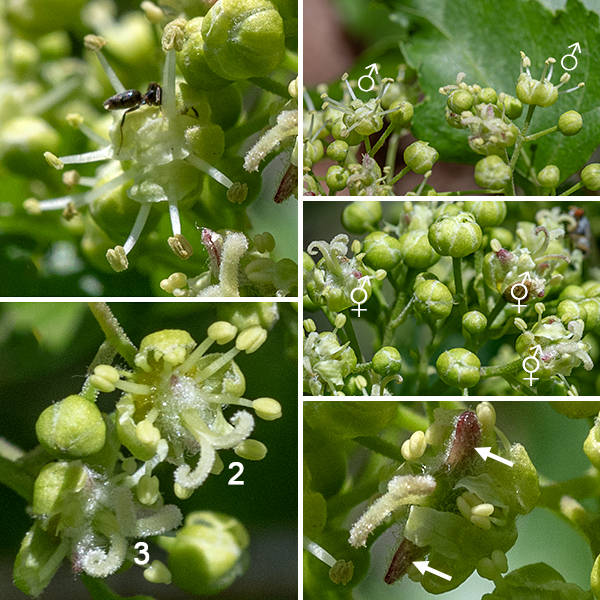The flowers of amur maple occur in oblong clusters circular in section about 1.5" long and 1" across on the tips of the branches; flower clusters don't appear until after the leaves have emerged. There are two kinds of flowers in each cluster, both yellowish white in color, about 1/8" across, both with five sepals and five petals (each 1.5-2 mm long); the petals' tips curve in over the central parts of the flower. One flower type is staminate with eight stamens (no ovary or style) within the ring of sepals and petals. The other flower type is "perfect" with both eight stamens tipped with light yellow anthers and with a distinct central style rising above the stamens that bears a split tip that curls back. Minnesota Wildflowers [https://www.minnesotawildflowers.info/tree/amur-maple] states that the style splits in two, but the amur maple present in Jackson Park has perfect flowers whose styles either split in two or split in three — both morphs are present in the same flower cluster. Fertilized perfect flowers produce a fruit that is a pair of winged seeds (samaras) joined seed-to-seed with the wings making an angle of less than 30° (much less than most maples). Initially green in color, the samaras develop reddish highlights before turning bright reddish pink in mid to late summer. When the fruit matures in early to mid-autumn, each samara is 1-1.5" long and turns light brown.
