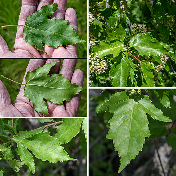 Amur maple grows as a spreading multi-trunked shrub or small tree from 10-30 feet tall and about as wide or slightly wider. The trunk is covered with thin, dull gray-brown bark that becomes fissured on older plants. The bark on branchlets is grayish to brown and smooth; the bark of older branches is like that of the trunk(s), including the furrows. The leaves are 4.75" long and 4" across, simple, and opposite with red petioles; they have three palmate lobes where the central lobe is significantly longer than the two lateral lobes ("hastate"). The leaf margins are doubly-serrate. The upper leaf surface is dark green and glossy; the underside is paler. The leaves turn yellow or red in the autumn.