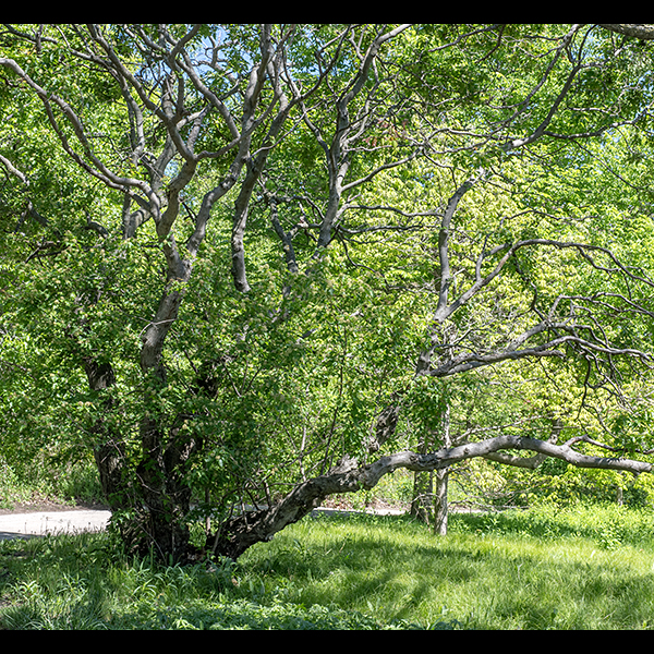 Amur maple grows as a spreading multi-trunked shrub or small tree from 10-30 feet tall and about as wide or slightly wider. Wikipedia and the Missouri Botanical Garden list this plant as "Acer tataricum subsp. ginnala," but ITIS.gov has judged this name invalid; use Acer ginnala.  It is listed as a Level 3 invasive by the Midwest Invasive Plant Network [https://mipn.org/invasive-plant-list/]. The Minnesota Department of Natural Resources considers amur maple to be a problematic invasive and allows its sale only with a warning label [https://www.dnr.state.mn.us/invasives/terrestrialplants/woody/amurmaple.html]; the Morton Arboretum lists it as a "Problem Plant" that is "potentially invasive."