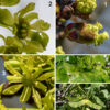 Norway maple produces separate male and female flowers, either on different trees or on the same tree. Flowers are produced in umbels of 10-30 flowers 2-3" across, either as the leaves are just unfolding or slightly before. Individual flowers are about 6-8 mm across; each has five 1/8" long sepals, five ~1/2" long petals, both of which are greenish yellow, and a brownish central disc.  Male (pistillate) flowers have eight fertile stamens; female flowers have a green pistil with a pair of basal wings and a pair of styles, all surrounded by eight sterile stamens. Pollination occurs primarily by insects (bees). Fertilized female flowers produce pairs of winged fruits (samaras) joined at the seeds with an angle between the samaras of slightly less than 180°. The mature fruits are 1.5-2.5" long and turn brown in the autumn.