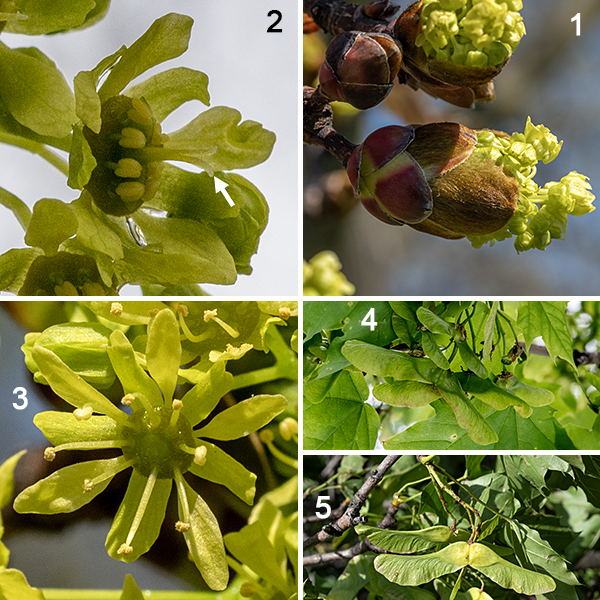 Norway maple produces separate male and female flowers, either on different trees or on the same tree. Flowers are produced in umbels of 10-30 flowers 2-3" across, either as the leaves are just unfolding or slightly before. Individual flowers are about 6-8 mm across; each has five 1/8" long sepals, five ~1/2" long petals, both of which are greenish yellow, and a brownish central disc.  Male (pistillate) flowers have eight fertile stamens; female flowers have a green pistil with a pair of basal wings and a pair of styles, all surrounded by eight sterile stamens. Pollination occurs primarily by insects (bees). Fertilized female flowers produce pairs of winged fruits (samaras) joined at the seeds with an angle between the samaras of slightly less than 180°. The mature fruits are 1.5-2.5" long and turn brown in the autumn.