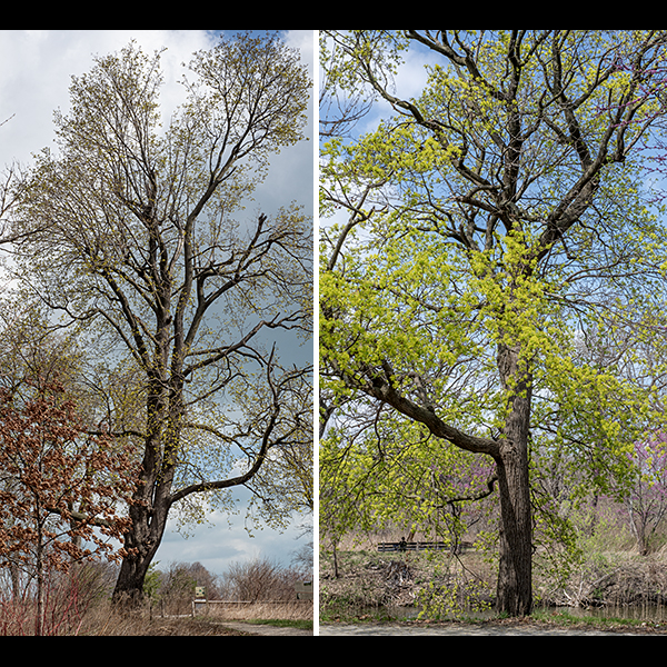 Norway maple (Acer platanoides) is an exotic tree native to Europe and western Asia; it was (deliberately) introduced [http://www.columbia.edu/itc/cerc/danoff-burg/invasion_bio/inv_spp_summ/Acer_platanoides_2.htm ] to North America (New England) between 1750-1760 as a shade tree. It is tolerant of urban pollutants so it has been widely planted in cities. It presently grown in 24 states but is considered invasive in most of them, including Illinois. It has been widely planted in Jackson Park and there are several, very large, Norway maples in Jackson Park. Norway maple grows 40-80 feet tall with a spherical or ovoid crown; it forms a single trunk that typically reaches 2.5 feet in diameter, although the largest Norway spruce in the U.S. has a trunk six feet in diameter. The leaves of Norway maple are similar to those of sugar maples (Acer saccharum). You can distinguish the two by breaking a leaf off its twig, breaking the petiole, or tearing a leaf; in Norway maples, the broken end will exude milky sap, while sugar maple leaves will exude clear sap.