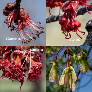 Perfect flowers are rare in red maple; individual trees may produce all male flowers, all female flowers, or both male flowers and female flowers on the same tree. Male flowers occur on the previous year's twigs (before the leaves open) as dense clusters 3/4-1" across composed of 1/8" long sessile flowers surrounded by short bracts with hairy margins; each flower has five sepals and five petals (making up a red or sometimes yellow bell-shaped corolla), and 5-8 slender, projecting stamens two to three times longer than the sepals. The female flowers also occur on the previous year's twigs before the leaves open as dense (3/4-1" across) clusters of initially sessile flowers, but the pedicels of the flowers soon elongate (to 1/2-2") and the flowers begin to droop; each 1/8" long flower has five sepals and five petals (making up a red or sometimes yellow bell-shaped corolla), and a two celled, hairless ovary with a pair of robust, arching red styles in the center. The flowers are wind pollinated. Fertilized flowers are soon transformed into a pair of red, winged samaras (i.e, maple seeds) joined tip to tip at a 45-90° angle. At maturity, the samaras are each 3/4-1" long. Like silver maple, the seeds of red maple can germinate in the same year they form (i.e., they don't need to overwinter to sprout).