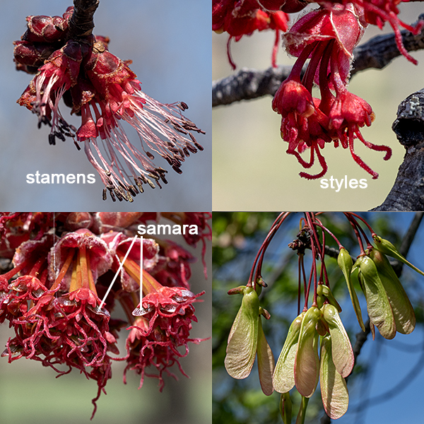 Perfect flowers are rare in red maple; individual trees may produce all male flowers, all female flowers, or both male flowers and female flowers on the same tree. Male flowers occur on the previous year's twigs (before the leaves open) as dense clusters 3/4-1" across composed of 1/8" long sessile flowers surrounded by short bracts with hairy margins; each flower has five sepals and five petals (making up a red or sometimes yellow bell-shaped corolla), and 5-8 slender, projecting stamens two to three times longer than the sepals. The female flowers also occur on the previous year's twigs before the leaves open as dense (3/4-1" across) clusters of initially sessile flowers, but the pedicels of the flowers soon elongate (to 1/2-2") and the flowers begin to droop; each 1/8" long flower has five sepals and five petals (making up a red or sometimes yellow bell-shaped corolla), and a two celled, hairless ovary with a pair of robust, arching red styles in the center. The flowers are wind pollinated. Fertilized flowers are soon transformed into a pair of red, winged samaras (i.e, maple seeds) joined tip to tip at a 45-90° angle. At maturity, the samaras are each 3/4-1" long. Like silver maple, the seeds of red maple can germinate in the same year they form (i.e., they don't need to overwinter to sprout).