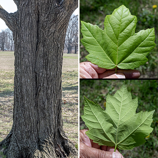 Red maples grow 50-80 feet tall with a well-rounded crown; the trunk can get up to three feet in diameter. The trunk bark of younger trees is light gray to silvery and relatively smooth; the trunk bark of older trees is gray, rough-textured, and irregularly scaly. Branches and older twigs have whitish gray, smooth bark while young (current year) twigs have reddish brown, hairless, bark with scattered white lenticels. Young, leafy shoots are green but otherwise similar to current-year twigs. The leaves are opposite, 2.5-5" long and slightly smaller across, divided into three (sometimes five) sharply pointed lobes with the central (apical) lobe usually squarish with parallel sides. The leaves have finely serrated margins or rounded teeth and are restricted to current-year twigs and shoots; the leaf petioles are slender, 2-3.5" long, and green to red in color. In the autumn, the leaves often turn a bright scarlet color.