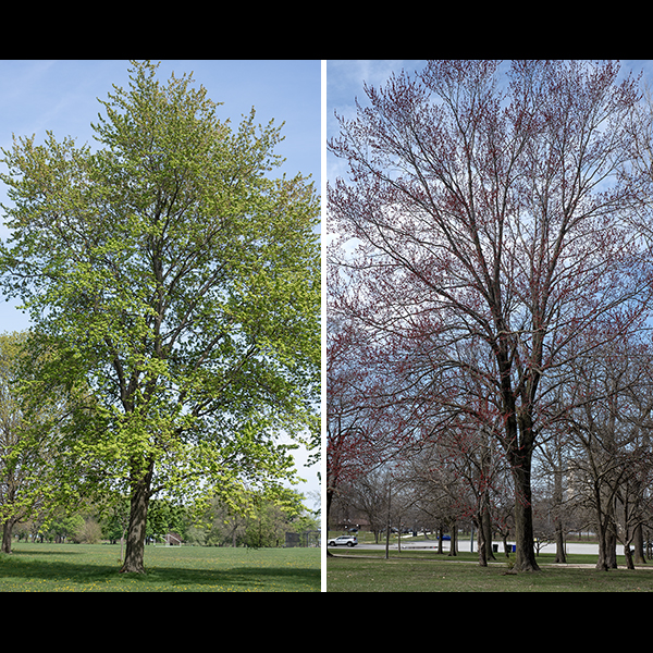 Red maple (Acer rubrum), aka, swamp maple, is said (by the U.S. Forest Service [http://forestry.about.com/b/2012/07/21/ten-most-common-trees-in-the-united-states.htm]), to be the most abundant native tree in eastern North America. (Sugar maples are sixth.) Red maples will tolerate a wide range of soils from dry soils to swamps, but prefers open, well-lit sites. Red maples grow 50-80 feet tall with a well-rounded crown; the trunk can get up to three feet in diameter.