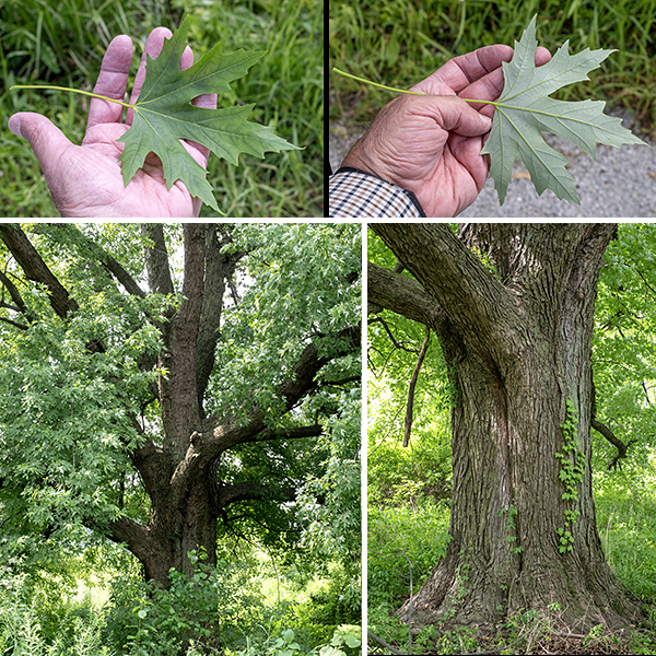 The bark on the trunk of mature silver maples is gray with flattened scales and straight or curving furrows; on older trees the bark can look quite shaggy. The leaves of silver maple are opposite, 3-6" long and 2-4.75" across with deep notches between the five primary lobes and with long petioles (2-4.75"). The primary lobes may be further divided into secondary lobes; both primary and secondary lobes are sharply cleft and pointed at the tips of the cusps. The upper surface of the leaves is some shade of light green and is hairless; the underside is also hairless (except near the major veins) but conspicuously whitened, producing a silvery appearance (hence the common name) when the leaves flutter or are flipped in the wind. In the autumn, silver maples generally produce a relatively muted display of pale-yellow leaves.