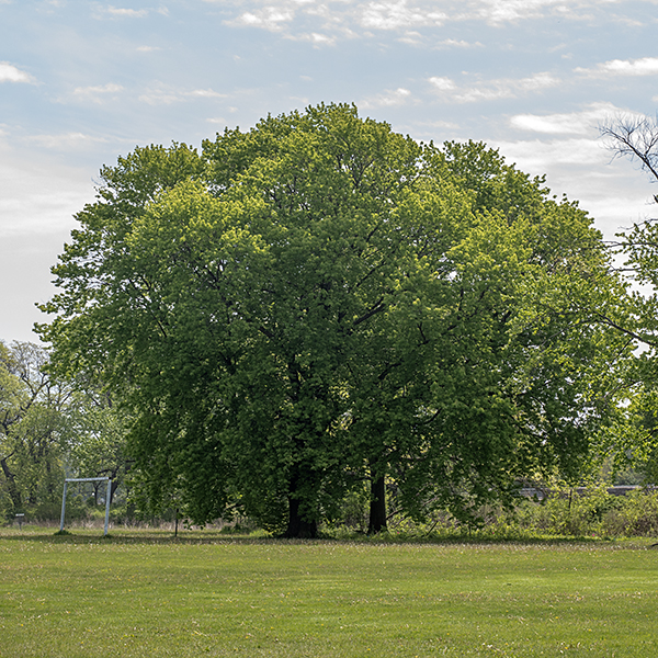 Silver maple (Acer saccharinum) is a native tree that is widely distributed across the U.S. and Canada. Silver maple grows to heights of 60-100 feet; it is a relatively fast-growing tree. The crown is ovoid, with many of the branches ascending. Silver maple is often found along waterways and in wetlands, giving rise to alternative common names such as "water maple" and "swamp maple." The root system consists of numerous lateral roots that remain shallow in the soil and are widely spreading. Unlike most other maples, silver maples produce fruits (samaras) that can germinate in the spring of the year in which they are produced. Silver maples were once widely planted in urban settings because of their rapid growth but they have become much less popular because they are prone to branch loss (the wood is brittle), the roots tend to invade sewer lines and other pipes, the crown is not very attractive unless pruned, and they produce very large numbers of seedlings. Be careful not to confuse Acer saccharinum (silver maple) with Acer saccharum (sugar maple); despite the similarity in the species names, they are very different trees.