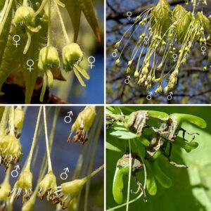 Sugar maple trees may produce male and female flowers on separate trees or may produce male and female flowers on the same tree, even on the same branch. Male flowers are produced in drooping umbels, with 3-4" long, hairy pedicels. Individual male flowers are about 1/8" long consisting of a yellowish-green calyx with five teeth and 6-8 stamens with yellow anthers (in young flowers) that extend well outside the boundary of the calyx; petals are absent. Female flowers are also produced in drooping umbels; they are 1-2" long (including the hairy pedicel), but the flower itself is only 1/8" long consisting of a yellowish-green calyx with five teeth, a two-celled ovary, and a divided style that extends beyond the margin of the calyx. Again, petals are absent. The female flowers are wind pollinated. Fertilized flowers produce pairs of winged fruit (samaras) each about 1" long, with the two fruits at a 60-90° angle to each other. The samaras mature over the fall and must be exposed to an extensive interval of sub-freezing temperatures during the winter in order to germinate.