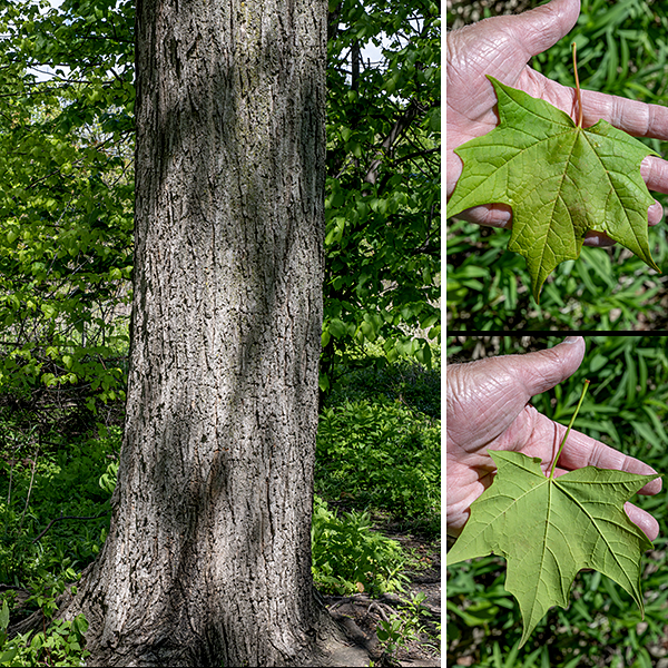 The bark on the trunk of sugar maple is gray to grayish-brown and produces relatively flat, vertically-elongated, rough-textured plates that cover the trunk. The bark on the branches is gray and smoother; the bark on the twigs is brown and hairless with scattered white lenticels. The leaves are opposite; they are produced along the twigs and young shoots. Individual leaves are 3-6" long and across with 3-5 palmate lobes; the tips of the lobes are pointed while the base of the sinuses is rounded. The upper three lobes are large and squarish (below their pointed tips); the two basal lobes are highly reduced. Leaf margins are slightly undulate and bear a few large teeth. Leaves are dark green and hairless on the upper surface; the leaf undersides are a pale to medium green, mostly hairless, and sometimes have a light powdery coat. The petiole is about the same length as the leaf blade and is hairless except for a few sparse hairs on its base. In the autumn, the leaves become brilliantly colored in red, orange, or yellow.
