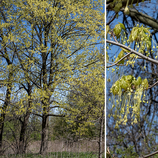 Sugar maple (Acer saccharum) is a native tree that can reach heights of 60-100 feet with a trunk 2-3.5 feet across. The basis of the maple syrup and maple sugar industries, this species has long been exploited by both indigenous peoples and European settlers in North America. It's range in the U.S. extends from parts of Tennessee, Missouri, and western Virginia in the south to (and past) the Canadian border in the north, and from the Atlantic on the east to Missouri, eastern Iowa, and eastern Minnesota in the west. Sugar maple requires a hard freeze during the winter for proper dormancy and for seed germination, which limits its southern range. Sugar maple is exceptionally shade tolerant and is very deep-rooted. Sugar maple does not tolerate urban pollution well and is particularly susceptible to damage from poorly drained soils and road salt. In open areas, the crown of sugar maple is more or less spherical, but young trees growing in a dense understory tend to produce a narrow crown. Sugar maple can be confused with Norway maple (Acer platanoides), an exotic species that has been widely planted in Jackson Park (and across the state). The leaves of the two species are very similar but, if pulled from the twig, the leaves of sugar maples exude a clear sap from the base of the petiole while the leaves of Norway maple exude a milky sap from the petiole base. In addition, the paired samaras of Norway maple form an angle of 120° (as opposed to the 60-90° angle in sugar maple). Boxelder produces clusters of staminate (male) flowers with very long filaments (much like sugar maple), but those clusters will never include female flowers as sugar maple (sometimes) does. Also, be careful not to confuse Acer saccharinum (silver maple) with Acer saccharum (sugar maple), despite the similarity in their species names.