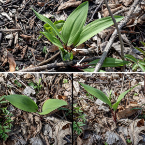 Wild leeks (Allium tricoccum) (a.k.a., "ramps") is an herbaceous native perennial found in the north-east quarter of the U.S. and the eastern provinces of Canada. It is most common in moist hardwood forests but is threatened by over-harvesting. It is listed as "Vulnerable in Illinois" [https://explorer.natureserve.org/Taxon/ELEMENT_GLOBAL.2.138691/Allium_tricoccum_var_tricoccum]. In early spring, the bulb of a wild leek produces 2-3 leaves that are each 4-9" long and 1.5-3.5" across with petioles that are reddish to maroon, hairless, and wrapped in a sheath basally. The leaves wither by early summer (before flowering). Later (early to mid-summer) the bulb produces a naked flower stalk 6-18" tall; the stalk is hairless, circular in section, and pale green to maroon with a papery sheath at its base. At the apex of the stalk is a single, spherical umbel, 1-2" across, of 20-40 white flowers, with a pair of bracts at the base of the umbel when fresh. Individual flowers are about 1/4" across; the flowers contain six white to translucent tepals (6-7 mm long, three with a reddish tip); a light green to pale yellow ovary; six, 6 mm long, stamens with pale yellow anthers that extend beyond the tips of the tepals; and a single, white 3-4 mm long style that extends past the three lobes of the ovary but not beyond the anthers. The stigma tiny and spherical. Fertilized flowers produce a three-celled seed capsule, each cell containing a single globoid seed that turns glossy black at maturity. Wild leeks are denizens of hardwood forests with rich, loamy soils. The leaves and bulbs are edible, but you really shouldn't — this plant depends on only a couple of weeks of photosynthesis to produce its leaves and flowers and is highly vulnerable to overexploitation by humans. If you see one of these plants, smile and know that you have been blessed. Then walk away.