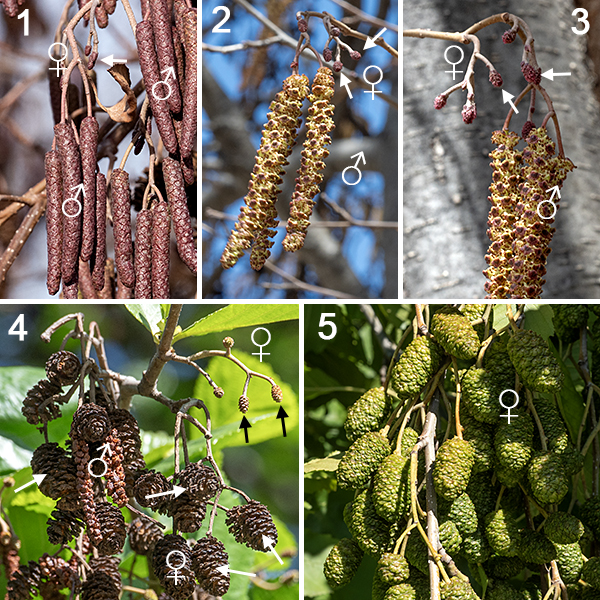 Black alder is monoecious and produces separate male (staminate) and female (pistillate) florets on the same tree, both partially formed in the season before they bloom and overwintering before they become fertile. Male catkins occur in clusters of 2-5 reddish-yellow catkins, each 2-3" long when mature, narrowly cylindrical, and drooping. Male florets occur in clusters of 3-6 along the catkins, partially hidden by oval, brown bractlets. Each male floret consists of a four-lobed calyx and four stamens; petals are absent. The female florets are produced in sparse, open, branched clusters of reddish cone-like catkins, each initially about 1/4" long but growing to 3/4-1" long and 1/2" across. Within each female cone, female florets occur in clusters of 2-3, partially hidden by bractlets. Each female floret consists of a naked ovary with a pair of tiny styles at its tip that are wind pollinated. After fertilization, the male catkins wither; the bractlets of the female catkins become brown and woody, producing a very pine-like cone with the seeds nestled beneath the bractlets. The egg-shaped, flattened seeds are formally samaras, but the wing is reduced to narrow ridges. The female cones can persist through the winter.