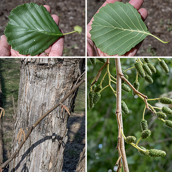The bark on mature trunk(s) is light gray to brownish gray, divided into flattened plates. Bark on young trees and on branches is light gray to greenish gray, smooth, with horizontally elongated white lenticels; twigs are pale green. The leaves are restricted to the smaller branches and twigs. Leaves are alternate, up to 5" long and 3.5" across, egg shaped or rounded, with slightly undulating margins; rounded lobes or sharp teeth occur around the leaf margins. Leaf tips may be rounded or even slightly indented; leaf bases are wedge shaped to rounded. The petioles are light green, slender, about 1" long, and hairless. The upper surface of the leaf is hairless and dark green; the lower surface is paler and may be hairy along the veins.