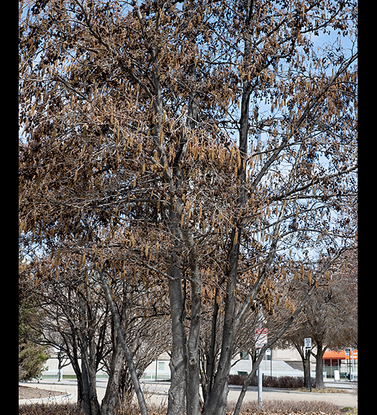 Black alder (Alnus glutinosa) is an exotic tree native to Europe and western Asia that grows 40-70 feet tall, now naturalized in the U.S. It may produce up to four trunks from one rootstock. Black alder forms a symbiotic relationship with a nitrogen-fixing bacterium (Frankia alni). This Gram-positive bacterium is sheltered in nodules on the alder's roots and is nourished by the tree; the bacterium fixes atmospheric nitrogen and makes it available to the tree as ammonia (NH3), both fertilizing the plant and improving the soil. Black alder is a pioneer species that does not thrive in mature woodlands because its seedlings are outcompeted by other woody species.