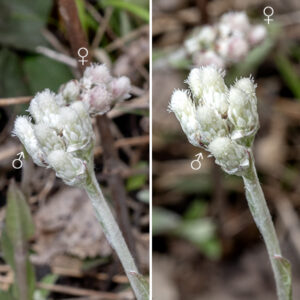 Male and female flowers of Parlin's pussytoes occur on separate plants as clusters of 4-12+ flowerheads on a stalk; colonies of male plants are often well separated from colonies of female plants. (Colonies form from extensive, horizontal stolons that arch upward at their tips.) Female flowerheads are 1/3-3/4" long and look like miniature shaving brushes — the reddish or purple-tinged thread-like styles protrude from the top of the flowerhead. Each flowerhead is surrounded by bracts (phyllaries) that are green and leaf-like at their base, thinning to a translucent white, petal-like tip. Individual florets are 4-7 mm long (up to about 1/4"); the phyllaries are 7-13 mm long (up to 1/2"). Male flowerheads are less furry than the female flowerheads, consisting of scaly, white male florets 3.5-5 mm long with a brown column of stamens protruding from the center of each floret. The phyllaries on the male flowerheads are 6-9 mm long. The fruits are 1-2 mm long brown seeds with a tuft of 5-8 mm long white hairs to help loft them into the wind. Parlin's pussytoes is one of the host plants for the larvae of the American painted lady butterfly (Vanessa virginiensis). Some reproductively isolated populations (2N chromosome numbers of 56, 70, 84, and 112 all exist in the wild) apparently lack male plants altogether and reproduce by gynoecy (like several cultivated vegetables). Missouri Wildflowers seems to deny that A. plantaginifolia is a distinct species from A. parlinii, but both Antennaria plantaginifolia and Antennaria parlinii are recognized by ITIS.gov and the USDA Plants database. Note that both Parlin's pussytoes and plantain-leafed pussytoes have at least three veins on the basal leaves so may be easily confused in the field. The basal leaves of plantain-leafed pussytoes are often hairier than those of Parlin's pussytoes, which are thus greener, but the best way to distinguish the two species is by the larger size of the flowers and seeds of Parlin's pussytoes.