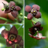 Eastern wahoo (Euonymus atropurpureus) is a native shrub or small tree whose range covers most of the eastern half of the U.S. The inflorescence is a branching cyme that arises from a leaf axil; the cyme carries seven to about twenty reddish-purple to maroon flowers. Individual flowers are about 8 mm (a bit over 1/4") across, hairless, with four greenish purple, oval sepals that are fused at their bases; four spreading, reddish purple, oval petals; four stubby stamens with yellow anthers; and a pistil with a short, stout, green style. Fertilized flowers produce a four lobed seed capsule, initially light pink or pale purple but maturing to pinkish purple. The seed capsule splits open in the fall to expose four fleshy, bright red arils (the fruits), each of which contains two seeds.  A handout occasionally distributed by the Jackson Park Advisory Council ("Wooded Island Tree Identification") identifies one tree on the west side of Wooded Island (south of Osaka Garden) as an Eastern Wahoo. This tree, unfortunately, is not an Eastern wahoo but is instead an exotic species of Euonymus — a European spindletree (E. europaeus). Indeed, all the Euonymus sp. on Wooded Island are one of three exotic species — winged Euonymus (E. alatus), European spindletree (E. europaeus), or Hamilton's spindletree (E. hamiltonianus) and all three have blooms that lack the deep maroon color of Eastern wahoo's flowers. A sapling labeled "Eastern Wahoo (Euonymous atropurpureus)" was planted on the south shore of Columbia Basin in 2022. When it bloomed this year (2026) and showed maroon petals on the flowers, I could finally confirm that species identification. The seed capsule of Eastern Wahoo is pinker than those of European spindletree (E. europaeus) or Hamilton's spindletree (E. hamiltonianus) and the arils are orange or scarlet respectively, not the red of Eastern wahoo. The best way to distinguish the three species is by the color of their petals — only Eastern wahoo has reddish purple to maroon petals, while the other two species have petals that are white, green, or yellow.