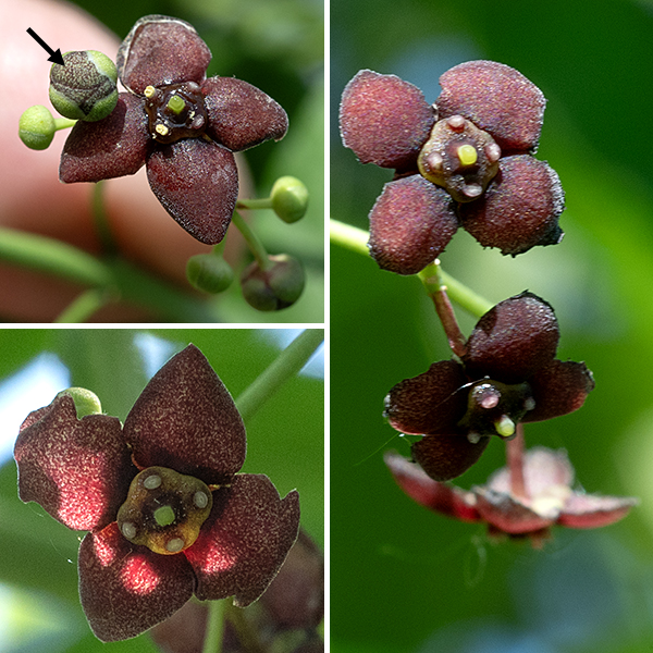 Eastern wahoo (Euonymus atropurpureus) is a native shrub or small tree whose range covers most of the eastern half of the U.S. The inflorescence is a branching cyme that arises from a leaf axil; the cyme carries seven to about twenty reddish-purple to maroon flowers. Individual flowers are about 8 mm (a bit over 1/4") across, hairless, with four greenish purple, oval sepals that are fused at their bases; four spreading, reddish purple, oval petals; four stubby stamens with yellow anthers; and a pistil with a short, stout, green style. Fertilized flowers produce a four lobed seed capsule, initially light pink or pale purple but maturing to pinkish purple. The seed capsule splits open in the fall to expose four fleshy, bright red arils (the fruits), each of which contains two seeds.  A handout occasionally distributed by the Jackson Park Advisory Council ("Wooded Island Tree Identification") identifies one tree on the west side of Wooded Island (south of Osaka Garden) as an Eastern Wahoo. This tree, unfortunately, is not an Eastern wahoo but is instead an exotic species of Euonymus — a European spindletree (E. europaeus). Indeed, all the Euonymus sp. on Wooded Island are one of three exotic species — winged Euonymus (E. alatus), European spindletree (E. europaeus), or Hamilton's spindletree (E. hamiltonianus) and all three have blooms that lack the deep maroon color of Eastern wahoo's flowers. A sapling labeled "Eastern Wahoo (Euonymous atropurpureus)" was planted on the south shore of Columbia Basin in 2022. When it bloomed this year (2026) and showed maroon petals on the flowers, I could finally confirm that species identification. The seed capsule of Eastern Wahoo is pinker than those of European spindletree (E. europaeus) or Hamilton's spindletree (E. hamiltonianus) and the arils are orange or scarlet respectively, not the red of Eastern wahoo. The best way to distinguish the three species is by the color of their petals — only Eastern wahoo has reddish purple to maroon petals, while the other two species have petals that are white, green, or yellow.