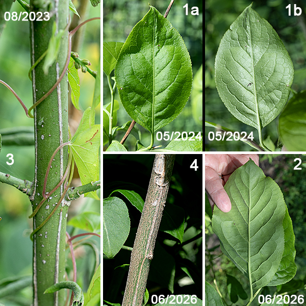 Eastern wahoo (Euonymus atropurpureus) is a native shrub or small tree whose range covers most of the eastern half of the U.S. An Eastern wahoo can reach a height of about 25 feet with the canopy formed from relatively sparse ascending branches. Eastern wahoo is most common in the Midwest. The trunk is slender — 1.5-2" wide at breast height. The bark of the trunk and larger branches is thin, gray, and slightly rough. Smaller branches are dull green with thin vertical strips of gray, corky bark running from one branch node to the next, and occasional "blobs" of gray bark scattered over the surface. The youngest twigs are almost entirely green and may be round or four-angled in section. The leaves are opposite, up to 5.5" long and 2" across, elliptical with a sharply pointed tip; the margins are covered with fine sharp or rounded teeth. The leaves are borne on a slender to stout, hairless petiole about 1/4-2/3" long. The upper surface of the leaf is dark green and hairless; the lower surface is paler and covered with fine hairs. The leaves turn a vivid yellow or red in the autumn. The seed capsule of Eastern Wahoo is pinker than those of European spindletree (E. europaeus) or Hamilton's spindletree (E. hamiltonianus) and the arils are orange or scarlet respectively, not the red of Eastern wahoo. The best way to distinguish the three species is by the color of their petals — only Eastern wahoo has reddish purple to maroon petals, while the other two species have petals that are white, green, or yellow.