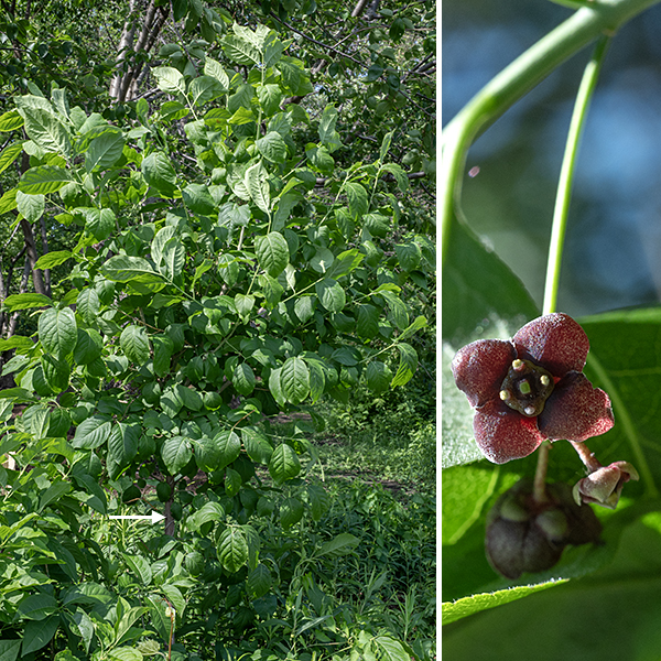 Eastern wahoo (Euonymus atropurpureus) is a native shrub or small tree whose range covers most of the eastern half of the U.S. An Eastern wahoo can reach a height of about 25 feet with the canopy formed from relatively sparse ascending branches. Eastern wahoo is most common in the Midwest. The trunk is slender — 1.5-2" wide at breast height. A handout occasionally distributed by the Jackson Park Advisory Council ("Wooded Island Tree Identification") identifies one tree on the west side of Wooded Island (south of Osaka Garden) as an Eastern Wahoo. This tree, unfortunately, is not an Eastern wahoo but is instead an exotic species of Euonymus — a European spindletree (E. europaeus). Indeed, all the Euonymus sp. on Wooded Island are one of three exotic species — winged Euonymus (E. alatus), European spindletree (E. europaeus), or Hamilton's spindletree (E. hamiltonianus) and all three have blooms that lack the deep maroon color of Eastern wahoo's flowers. A sapling labeled "Eastern Wahoo (Euonymous atropurpureus)" was planted on the south shore of Columbia Basin in 2022. When it bloomed this year (2026) and showed maroon petals on the flowers, I could finally confirm that species identification. The seed capsule of Eastern wahoo is pinker than those of European spindletree (E. europaeus) or Hamilton's spindletree (E. hamiltonianus) and the arils are orange or scarlet respectively, not the red of Eastern wahoo. The best way to distinguish the three species is by the color of their petals — only Eastern wahoo has reddish purple to maroon petals, while the other two species have petals that are white, green, or yellow.