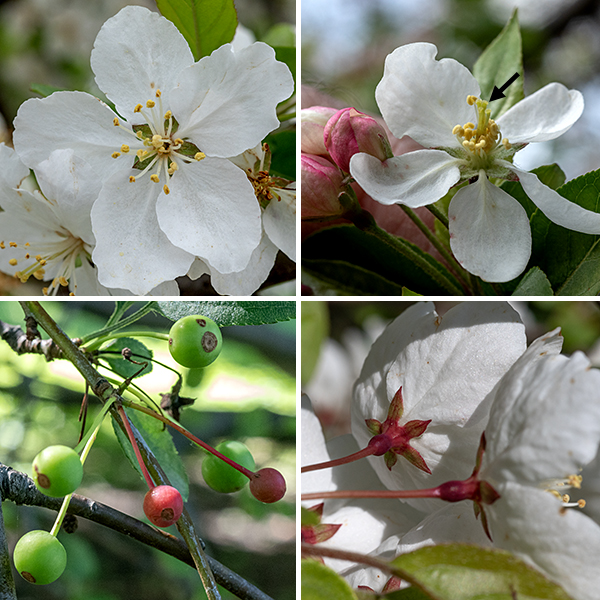 Siberian crabapple (Malus baccata) is an exotic tree that is native to cold-temperate habits throughout Asia and has been widely planted as an ornamental in the U.S. The flowers occur in groups of 4-6. Individual flowers are 1.25" across; they have five reddish-green, lance-shaped sepals; five white, circular petals with a narrow (1-2 mm) base ("claw") attaching them to the rest of the flower; 15-20 white stamens, each 7-9 mm long with a yellow to tan anther; and five (sometimes four) green styles that are slightly longer (8-10 mm) than the stamens that have globose stigmas at their tips. The fruits (pomes) are red or yellow crabapples about 5/8" in diameter; both humans and birds find them edible.