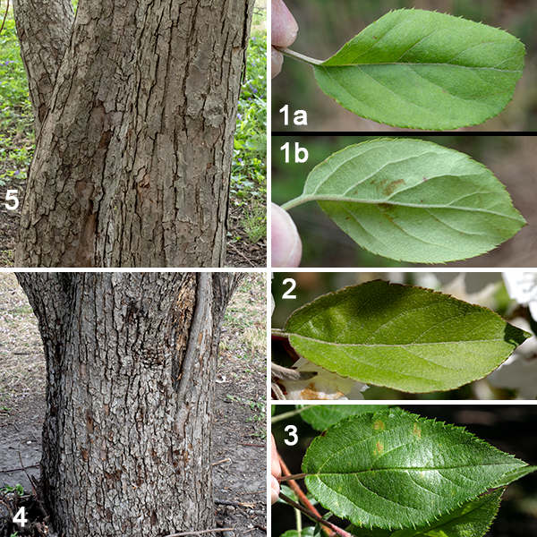 Siberian crabapple grows to 30-40 feet tall, often with attractive, arching branches. The trunk may be up to about a foot across. The bark on the trunk is dark gray and divided into scaly plates; young branches have reddish orange to reddish brown bark. The leaves are elliptical or egg shaped, up to 3" long and about 1.5" across, with serrate margins and long pointed tips; the petioles are 1-2" long. Young leaves are hairy, but the hairs disappear as the leaves mature.