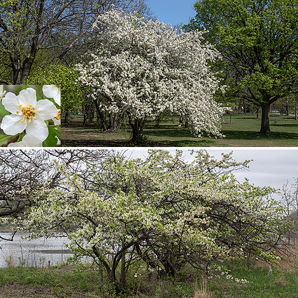 Siberian crabapple (Malus baccata) is an exotic tree that is native to cold-temperate habits throughout Asia and has been widely planted as an ornamental in the U.S. It is the most cold-hardy (Zone 2) of all the species of Malus (apples) and is often used as a rootstock for grafting other species. Siberian crabapple grows to 30-40 feet tall, often with attractive, arching branches. The trunk may be up to about a foot across. Siberian crabapple has been widely planted in Jackson Park, especially on the lawn south of Columbia Basin and west of the Darrow Bridge. Siberian crabapples make a spectacular display — riveling the cherry blossoms — when in full bloom in early spring.