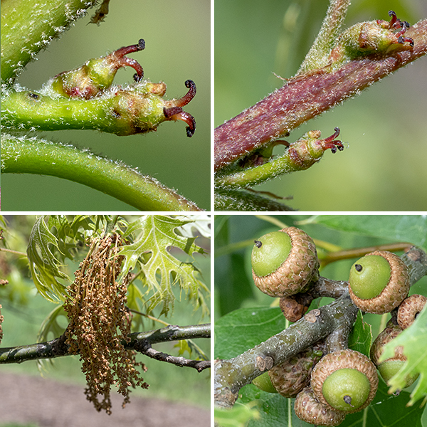 Male and female flowers of pin oakare spatially separated but often occur on the same branch. Female flowers have been reduced to only a short, green spike bearing three bright red styles; the female flowers emerge from leaf axils and may occur in clusters of up to three. The male flowers are borne on 1.5-4" long green catkins that dangle from bud clusters at the tip of the previous year's growth. The fruits are egg-shaped or elliptical (hence the species name) acorns 1/2-2/3" long with a deep reddish cap that covers about half the acorn.