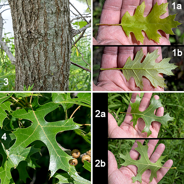 Northern pin oak (Quercus ellipsoidalis) is a tree native to the Great Lakes region and the upper Mississippi Valley that prefers dry, sandy soils. It can grow as tall as 60-70 feet tall and is fire-adapted. The bark on the trunk is dark brown to gray in color and deeply furrowed, with flat topped, blocky ridges in the bark. The bark of new twigs is often reddish brown and glossy. The leaves are green, glossy, 3-5" long and 2-4" across, and largely hairless, with 5-7 lobes separated by broad, rounded, deep sinuses; each lobe has 3-7 large, bristle-tipped secondary lobes with pointed tips. The underside of the leaves is dull and light green with patches of fine hairs where the lateral veins connect to the central vein. In the autumn, the leaves turn some shade of red (deep maroon to rusty red to scarlet). The leaves often remain attached to the tree through the winter, being shed with the opening of the new buds in the spring.