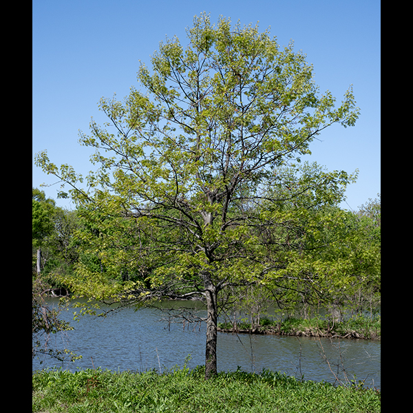Northern pin oak (Quercus ellipsoidalis) is a tree native to the Great Lakes region and the upper Mississippi Valley that prefers dry, sandy soils. It can grow as tall as 60-70 feet tall and is fire-adapted. The bark on the trunk is dark brown to gray in color and deeply furrowed, with flat topped, blocky ridges in the bark. The bark of new twigs is often reddish brown and glossy. The leaves are green, glossy, 3-5" long and 2-4" across, and largely hairless, with 5-7 lobes separated by broad, rounded, deep sinuses; each lobe has 3-7 large, bristle-tipped secondary lobes with pointed tips. The underside of the leaves is dull and light green with patches of fine hairs where the lateral veins connect to the central vein. In the autumn, the leaves turn some shade of red (deep maroon to rusty red to scarlet). The leaves often remain attached to the tree through the winter, being shed with the opening of the new buds in the spring. Male and female flowers are spatially separated but often occur on the same branch. Female flowers have been reduced to only a short, green spike bearing three bright red styles; the female flowers emerge from leaf axils and may occur in clusters of up to three. The male flowers are borne on 1.5-4" long green catkins that dangle from bud clusters at the tip of the previous year's growth. The fruits are egg-shaped or elliptical (hence the species name) acorns 1/2-2/3" long with a deep reddish cap that covers about half the acorn.