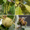 In bur oaks, both male and female flowers are produced on the same tree, but they are widely separated; the flowers are wind pollinated. Male flowers are borne on drooping, yellowish-green catkins 2-5" long that hang from the tips of the previous year's twigs; individual male flowers consist of 5-20 stamens surrounded by a lobed calyx. Some sources (e.g., http://www.missouribotanicalgarden.org/plantfinder/PlantFinderDetails.aspx?taxonid=280704) assert that the female flowers of bur oak also occur on catkins, but this is incorrect. Instead, the female flowers occur alone or in groups of 2-3 that arise in the leaf axils of new leaves. Individual female flowers are about 3 mm (1/8") long; a short, reddish green stalk (a pistil) covered with appressed scales bears naked reddish-green or light green styles on its tip. The female flowers are wind pollinated. Both male and female flowers form after the leaves begin to unfurl; the male catkins precede the female flowers by one to several weeks. Fertilized female flowers produce one or two acorns; the acorns may be nearly sessile or hang from short (