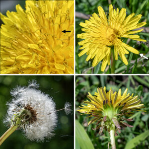 Dandelion plants produce one to several slender flowering stalks from the center of the basal leaf rosette. Each floral stalk is cylindrical, hollow, and light green (often with a light reddish green base); there is a single 1-2" wide, yellow flowerhead at the apex of each stalk. The floral stalk may be covered with cobwebby hairs. Each flowerhead has 150-200 yellow ray florets spreading outward toward the periphery of the flowerhead; disc florets are absent. The ray flowers have a flat, strap-like "petal" with a series of tiny teeth at its distal end; the anthers sheath the surface of the style, which protrudes from the distal end of the tube of fused anthers as a bifurcated stigma. The base of the flowerhead is covered by two layers of green bracts; the inner layer of bracts forms a cylindrical tube around the ovaries of the ray florets, while the outer layer of bracts is sharply reflexed back along the floral stalk. The fruit is a narrow, cylindrical seed 3-4 mm long with 5-10 longitudinal ribs on its surface; the seed is attached by a 7-9 mm long beak (stalk) to a parachute-like tuft of white hairs. The airy seedheads are formally known as "clocks" in both British and American English (before the seeds are released by an errant breeze or child). Dandelion seeds can remain viable in the soil for up to nine years.