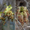 Boxelder is dioecious — trees either produce all male (staminate) or all female (pistillate) flowers. Neither male or female flowers have petals; both consist of drooping, hairy filaments that bear either 5 reddish-brown anthers (male) or a greenish-white, deeply-forked style (female). The flowers are wind pollinated. Boxelder wood is soft and brittle so broken branches are common, but the trees can live to be a century old.