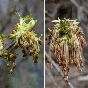 Boxelder is dioecious — trees either produce all male (staminate) or all female (pistillate) flowers. Neither male or female flowers have petals; both consist of drooping, hairy filaments that bear either 5 reddish-brown anthers (male) or a greenish-white, deeply-forked style (female). The flowers are wind pollinated. Boxelder wood is soft and brittle so broken branches are common, but the trees can live to be a century old.
