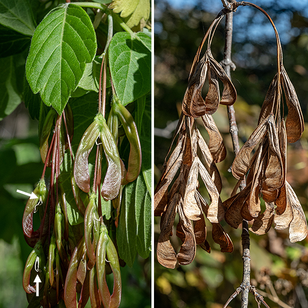 Boxelder is dioecious — trees either produce all male (staminate) or all female (pistillate) flowers. Neither male or female flowers have petals; both consist of drooping, hairy filaments that bear either 5 reddish-brown anthers (male) or a greenish-white, deeply-forked style (female). The flowers are wind pollinated. The fruits are typical samaras (like other maples). Boxelder wood is soft and brittle so broken branches are common, but the trees can live to be a century old.