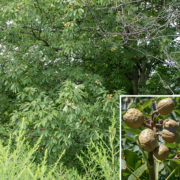 Ohio buckeye is a substantial tree up to 20 m (~60') tall with a single or multiple trunks, each 1-2' in diameter. The bark on the trunk is brownish-gray and rough, with shallow vertical ridges; bark on branches and twigs tends to be lighter and smoother. Seed capsules are leathery, tan colored, more or less spherical, and spiky; each contains 1-2 (rarely 3) large seeds (1-1.5" in diameter), that are dark brown and shiny (like horse chestnuts), each often flattened on one end where it was crowded by the other seed. The seeds are mildly poisonous to humans, although gray squirrels love them. Crushed seeds are said to have been used by indigenous peoples to tranquilize fish, making them easier to catch.