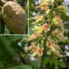 Ohio buckeye flowers occur on a robust, hairy panicle 4-8" tall, usually located near the tips of the smaller branches. The upper flowers in the panicle are primarily male (produce stamens only) while the middle and lower flowers are mostly perfect (produce both pistils and stamens). Flowers are about 1" across, consisting of 4 greenish-yellow petals with rounded tips (sometimes with a reddish patch near their base), 7 white stamens with orange anthers that are longer than the petals (exerted), and (in perfect flowers) a single white style longer than the stamens.