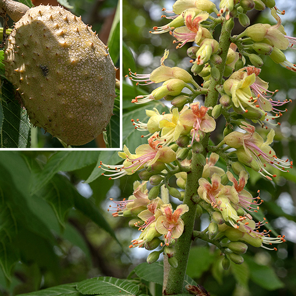 Ohio buckeye flowers occur on a robust, hairy panicle 4-8" tall, usually located near the tips of the smaller branches. The upper flowers in the panicle are primarily male (produce stamens only) while the middle and lower flowers are mostly perfect (produce both pistils and stamens). Flowers are about 1" across, consisting of 4 greenish-yellow petals with rounded tips (sometimes with a reddish patch near their base), 7 white stamens with orange anthers that are longer than the petals (exerted), and (in perfect flowers) a single white style longer than the stamens.