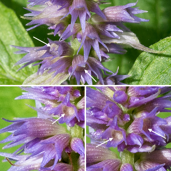 Blue giant hyssop plants are 2-3.5' tall and smell strikingly of anise. Flower spikes are short (<6"). The calyx of the flower is tubular and blue-violet in color; the corolla is ~3/8" long, blue-violet, with an upper and lower lip between which protrude 4 stamens with blue-violet anthers and a style with a cleft tip. Similar to purple giant hyssop (Agastache scrophulariifolia) but the latter lacks the anise scent, has green rather than purple calyxes on the flowers, and the underside of the leaves is green, not white. Illinois Wildflowers website says "rare in Illinois …. known to occur in only Menard county…." (the Illinois Natural History Service adds Coles county).