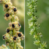 At the apex of the stem of Palmer's amaranth is a panicle up to 18" long covered with tiny green flowers that are wind-pollinated. Flowers have 4-5 petals. Individual plants produce either staminate (male) or pistillate (female flowers) but not both; perfect flowers are unknown.