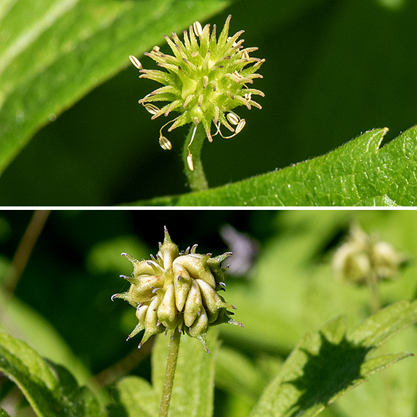 The petals (actually, sepals) of Canada anemone flowers are rounded; the pistillate cone in the center of the flower is approximately hemispherical and less than 20% of the flower width. The fruit is a round cluster of flattened seeds. The five-lobed leaves of Canada anemone are superficially similar to those of wild geranium (Geranium maculatum) but are sessile, not borne on petioles. Canada anemone is the commonest flower in Jackson Park in the late spring and summer.