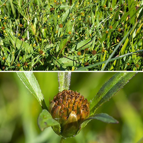 Nodding bur-marigold's flowers usually have eight ray florets ("petals") that are elliptical; the flower is 1-2" across with the flower stem arising from leaf axil. Flowers nod down during the transition to a seedhead. The phyllaries at the base of the flowers are in two series — the outer phyllaries are of variable length but narrow, curly, and green; the inner phyllaries are almond shaped, as wide as the petals, and pale yellow-green.