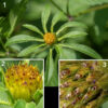 The flowers of devil's beggars-tick consist only of disc florets. The base of the flowerhead is surrounded by 6-10 (usually eight) long phyllaries that extend beyond the flower's edge.